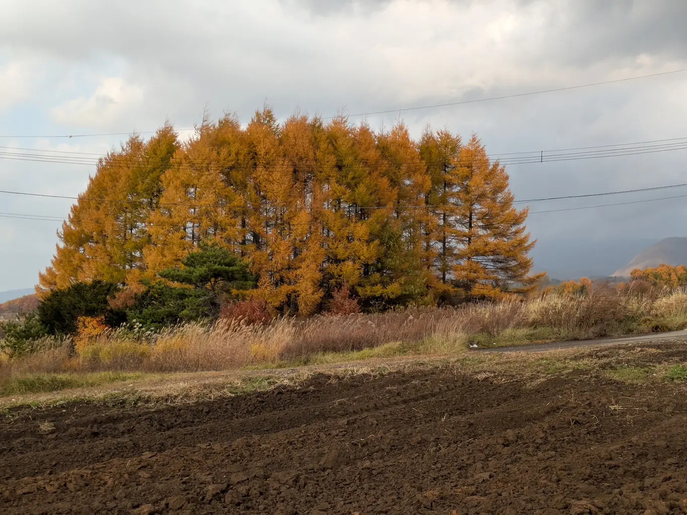道路脇には、カラマツと考えられる木がモリモリ生えている。