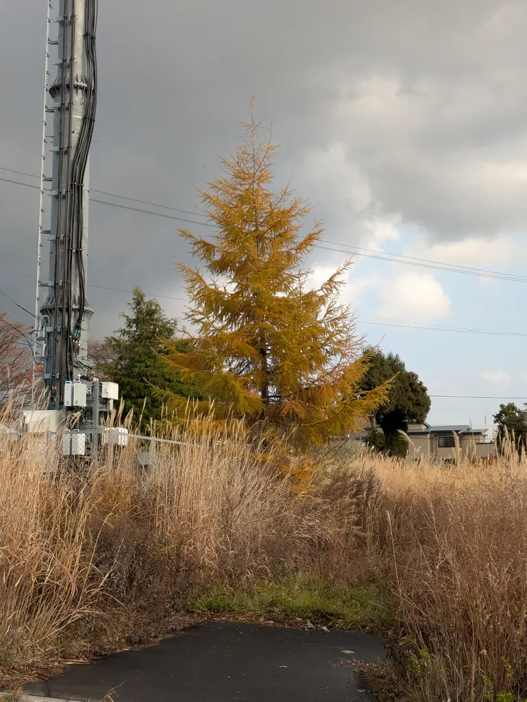 カラマツが一本だけ生えている写真。カラマツの形っていいですよね。