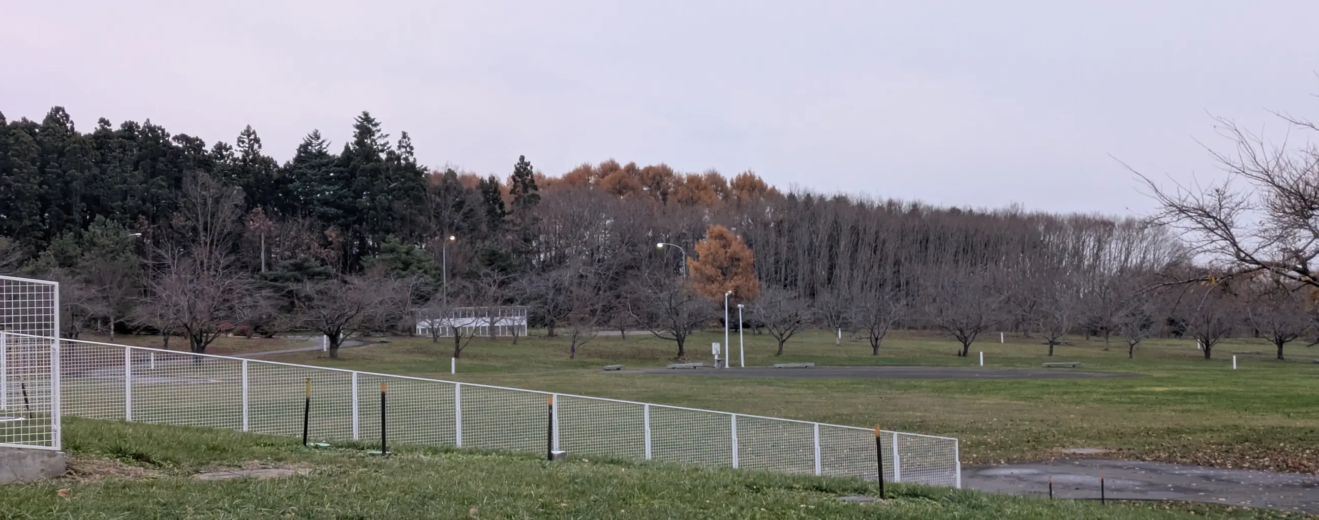 未来大周辺の木々。奥に広がる林のうち、左側の黒い木々はトドマツ、右奥の橙色の木々はカラマツと考えられる。